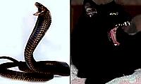 Змея устроила переполох в кошачьем вольере и попала на видео в Таиланде