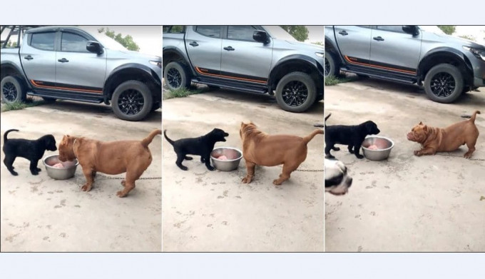 Грозный щенок прервал трапезу своего сородича в Тайланде (Видео)
