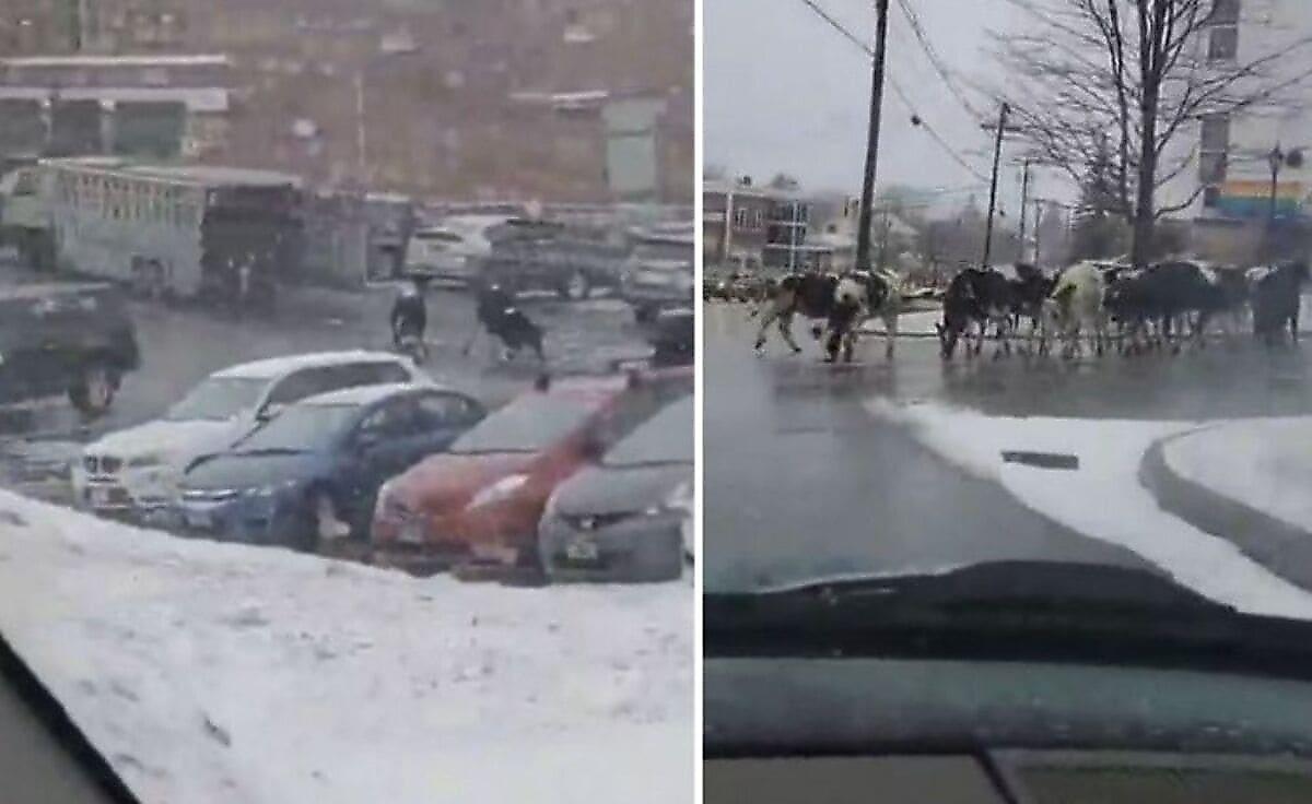 Коровий «десант» высадился из скотовозки на заснеженную улицу в США
