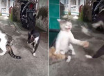 Кот не потерпел кошачьих нежностей и прервал любовные утехи соплеменников - видео
