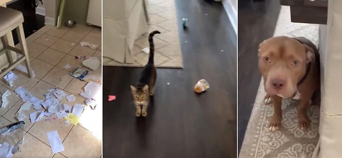 Котёнок «нажаловался» хозяйке на трусливого питбуля, разворотившего жилище - видео