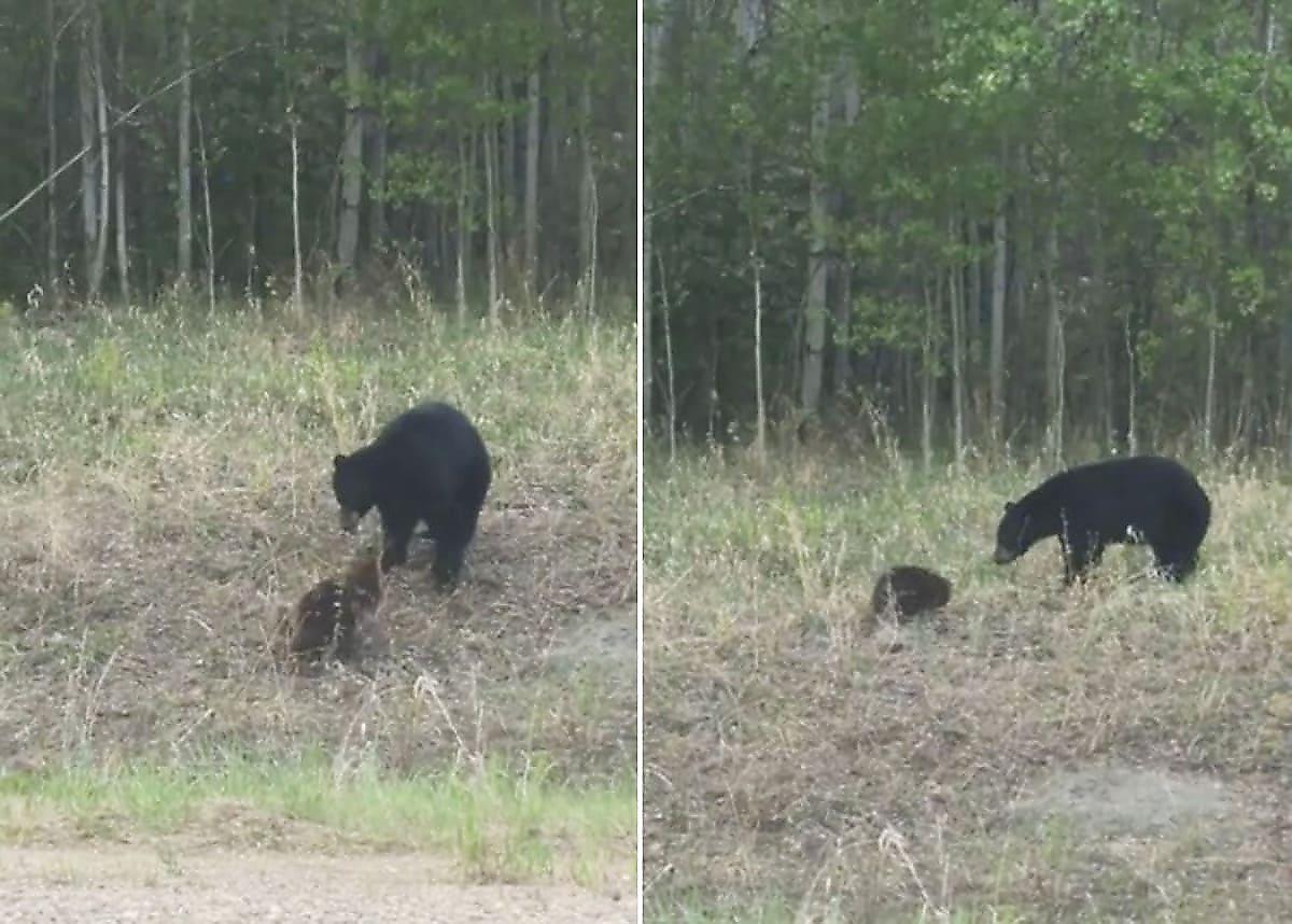Медведь и бобёр устроили драку на глазах у канадского автомобилиста