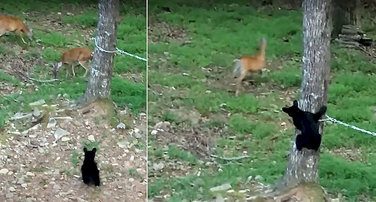 Медвежонок напал на оленей, нарушивших границы его территории и попал на видео в США