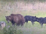 Преследование волками медведя попало на видео в американском парке