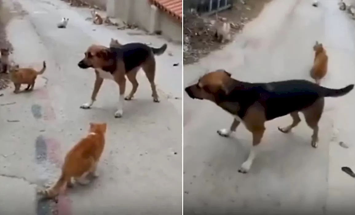 Пёс выбрал правильное поведение, оказавшись в окружении кошек - видео