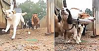 Скрытая видеокамера сняла эпичный забег выпущенных на прогулку псов