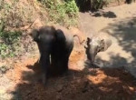 Слоны при помощи экскаватора выбрались из грязного пруда в Индии