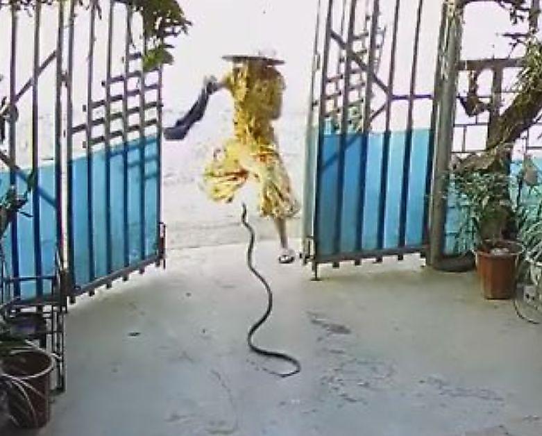 Девушка успела увернуться от атаковавшей её змеи во Вьетнаме ▶