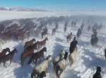 10000 лошадей, скачущих по заснеженному склону, запечатлели в Китае