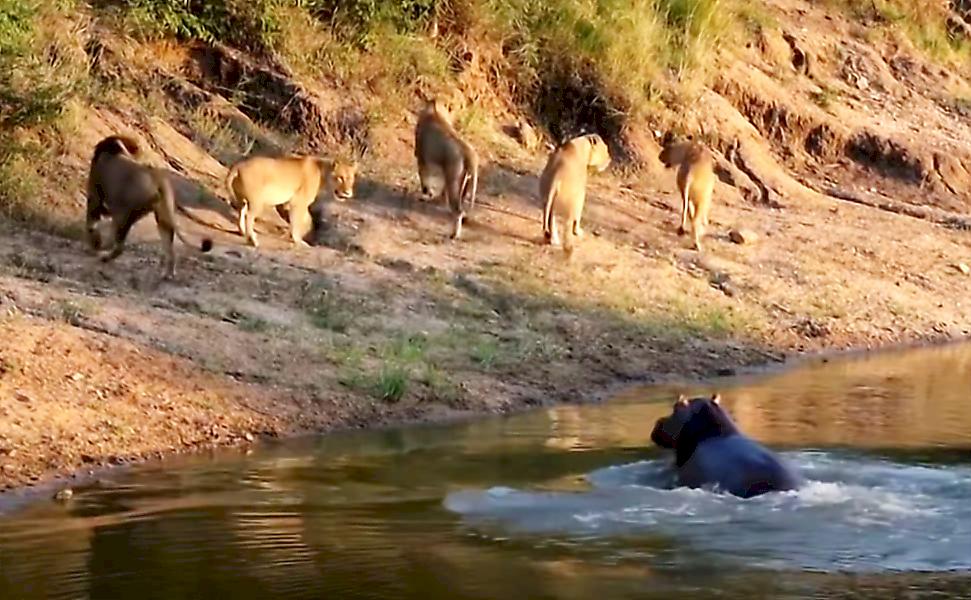 Бегемот подкрался ко львам на глазах у туристов в ЮАР