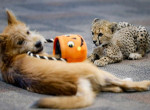 Детёныш гепарда подружился с щенком в американском зоопарке ▶ 3
