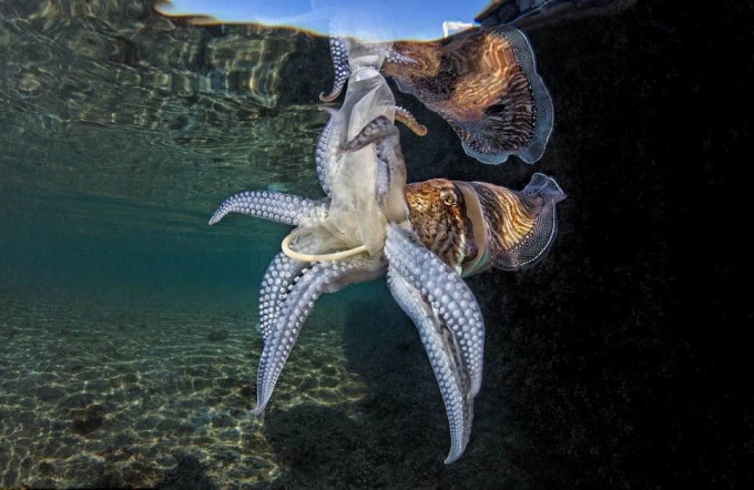 Фотограф запечатлел каракатицу с презервативом у побережья Неаполя