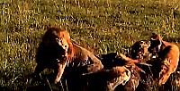 Грозный лев дал бой 30-ти гиенам и попал на видео в Кении