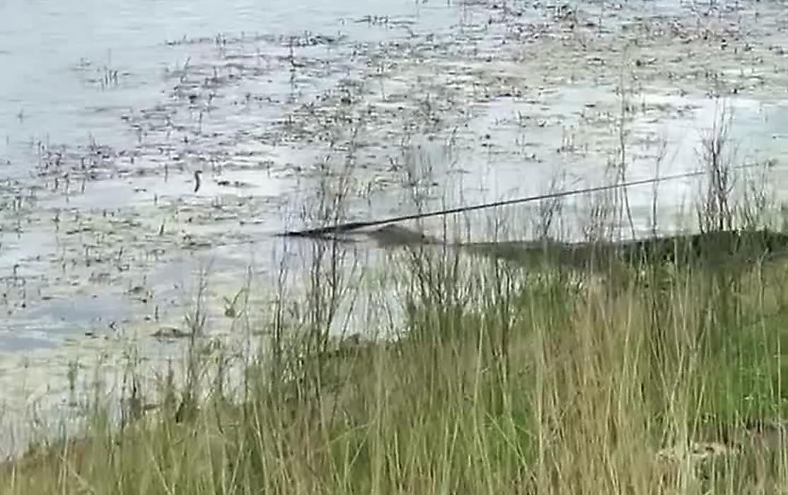 Крокодил прервал рыбалку и стащил удочку у рыбака