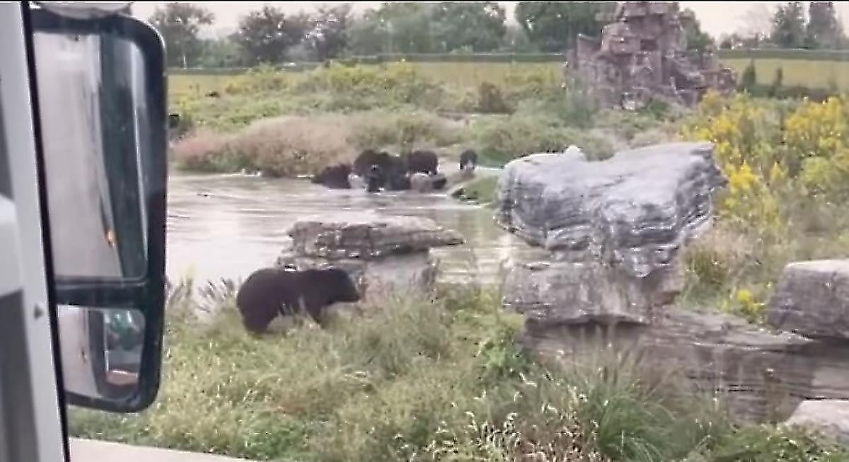Медведи растерзали смотрителя на глазах у посетителей китайского зоопарка