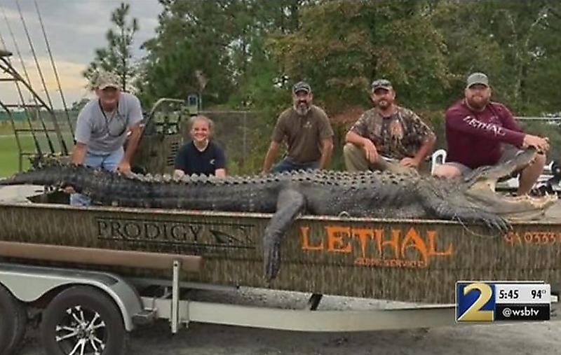 Огромного крокодила поймали в Джорджии ▶