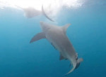 Рыбак снял на видео акулу, стащившую с крючка его удочки рыбу-парусника