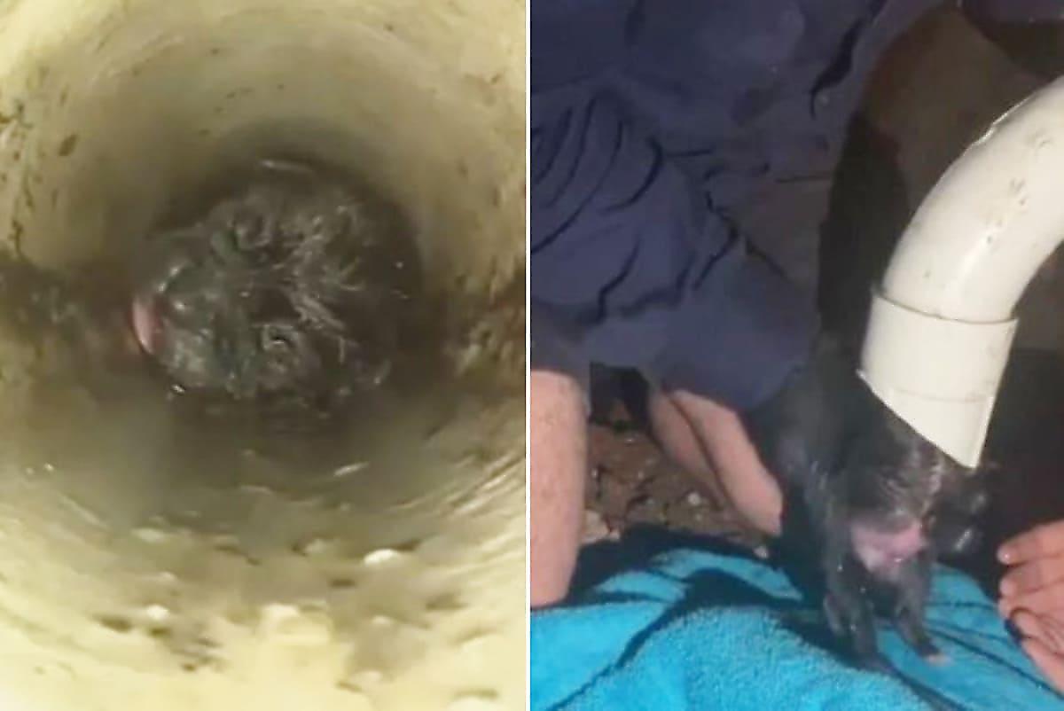 Сантехники спасли щенка, провалившегося в канализационную трубу