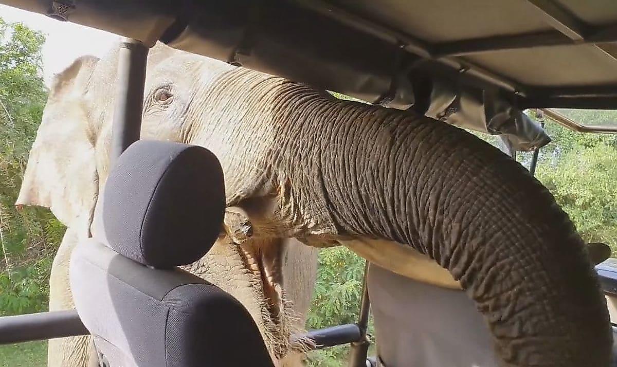 Слон нарушил покой туристов и провёл «ревизию» в сафари-мобиле в парке Шри-Ланки