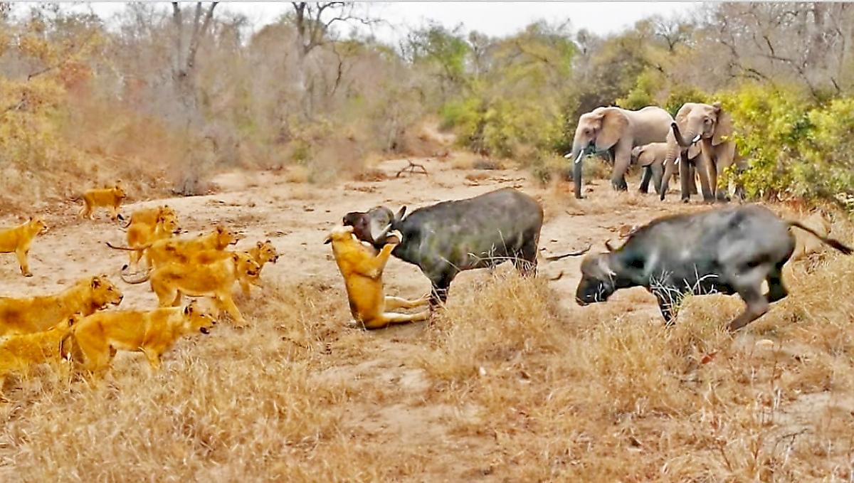 Слоны проконтролировали схватку 22 львов с двумя буйволами в ЮАР