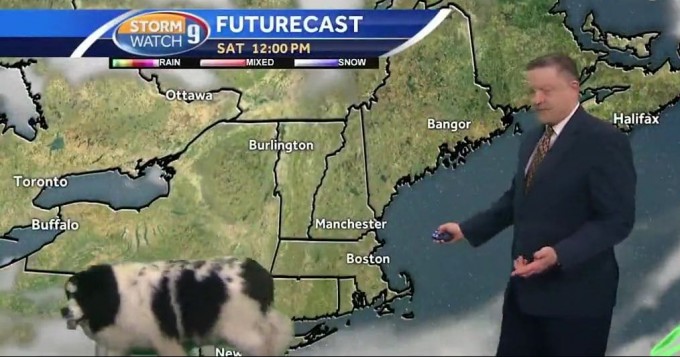Собака «украсила» прогноз погоды, появившись в студии американского телевидения (Видео)