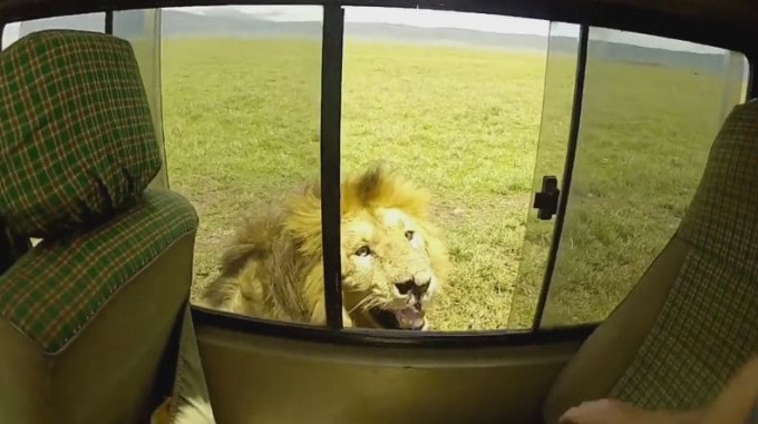 Турист, погладивший льва, чуть не стал его добычей в африканском заповеднике (Видео)