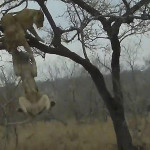 Львицы не поделили добычу, спрятанную леопардом на дереве в ЮАР (Видео)