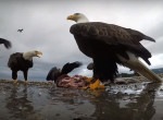 Белоголовый орлан стащил камеру у канадского путешественника ▶