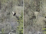 Бурый медведь-альбинос был замечен в компании соплеменников в канадском заповеднике ▶