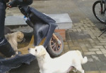 Душераздирающая картина прощания собаки со своим щенком, была запечатлена в Китае (Видео)