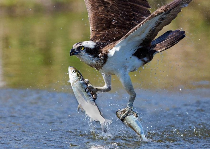 Двойной улов: хищная птица поймала сразу двух рыб в озере Финляндии
