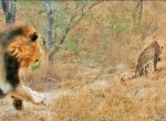 Коварный лев загнал самку леопарда на дерево на глазах у туристов в ЮАР