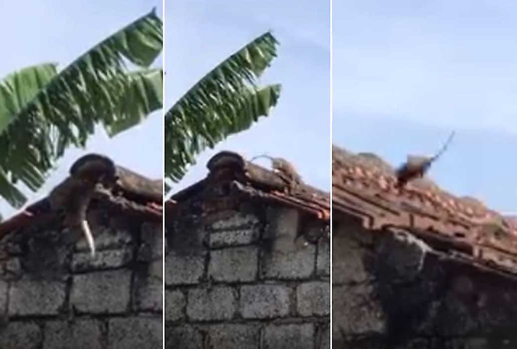 Крыса, защищая потомство, дала решительный бой змее на крыше дома