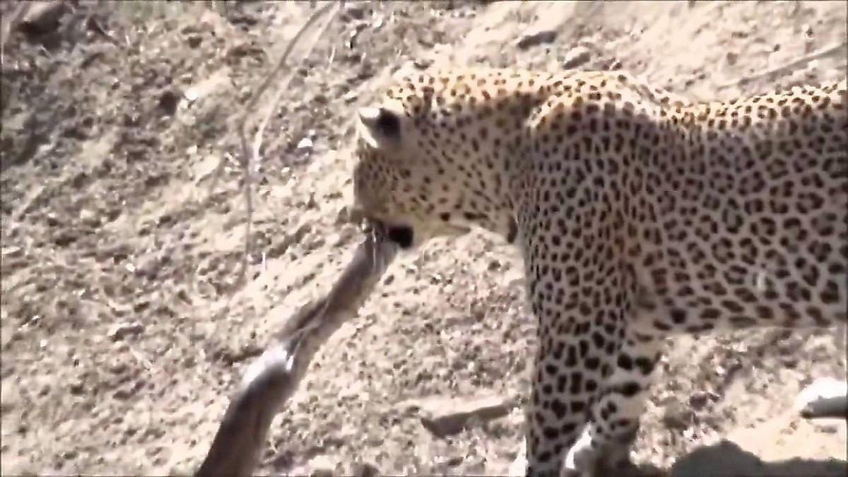 Леопард не успел разнообразить свой рацион питания и упустил пойманного питона