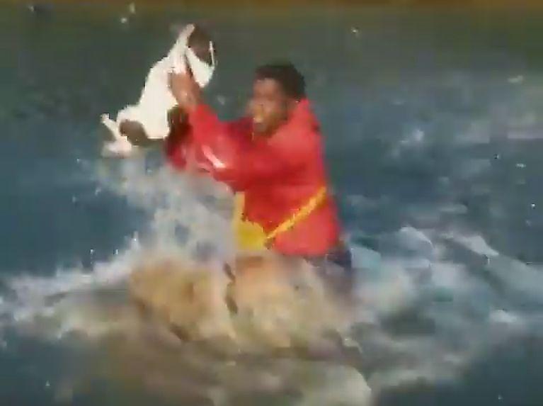 Непослушный пёс был насильно спасён хозяином из водоёма ▶