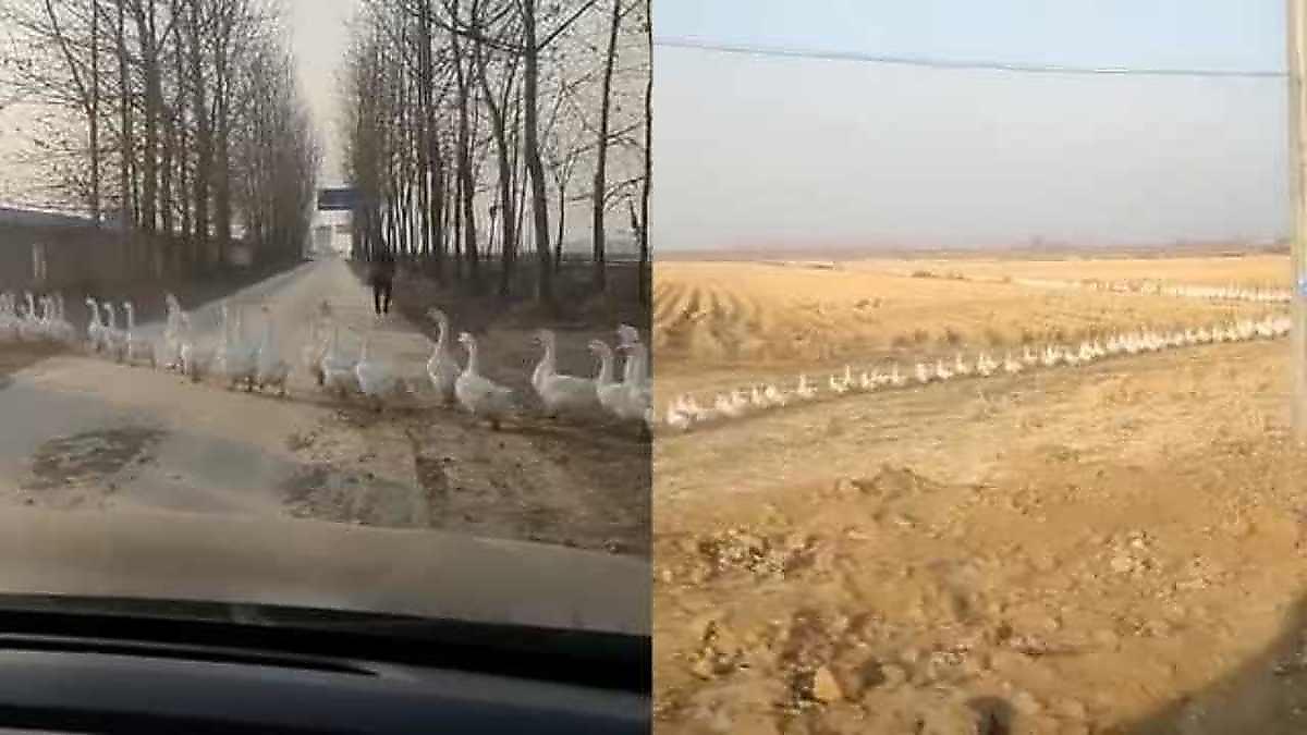 Нескончаемая вереница гусей перекрыла дорогу в Китае