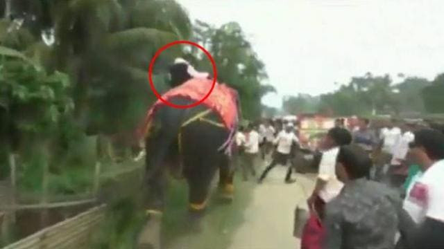 Слон скинул политика во время победоносного шествия в Индии (Видео)