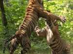 Тигры не поделили самку на глазах у туристов в индийском лесу 1