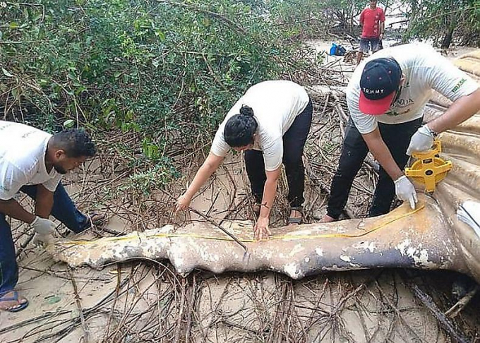 Тушу горбатого кита обнаружили посреди джунглей в Бразилии ▶