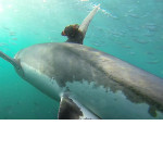 Австралийские ихтиологи запечатлели подводную жизнь, прикрепив камеру к плавнику акулы ▶