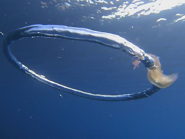 Бедная медуза не смогла преодолеть водоворот, угодив в пузырьковое кольцо ▶