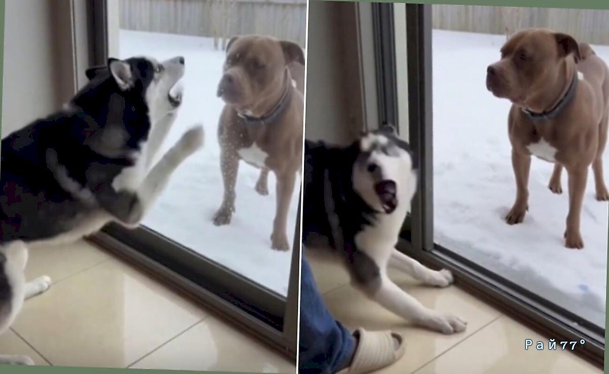 Хозяин хаски уличил своего питомца в трусости и рассмешил Сеть ▶️ Хозяин хаски уличил своего питомца в трусости и рассмешил Сеть ▶️