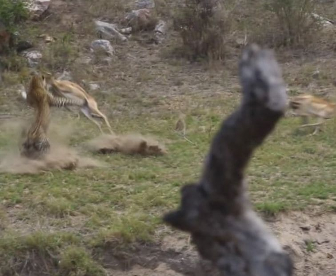 Леопард на лету поймал антилопу в африканском парке (Видео)
