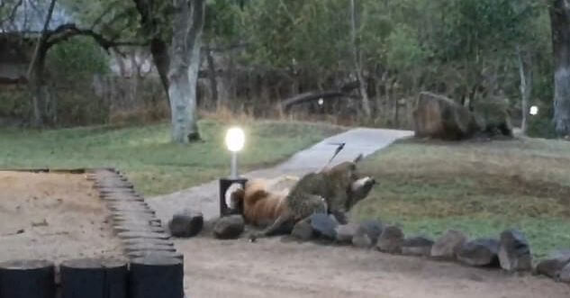 Леопард поймал антилопу на глазах у туристов в ЮАР (Видео)