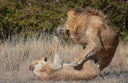 Битву за потомство между львами и львицами сфотографировал африканский гид 1