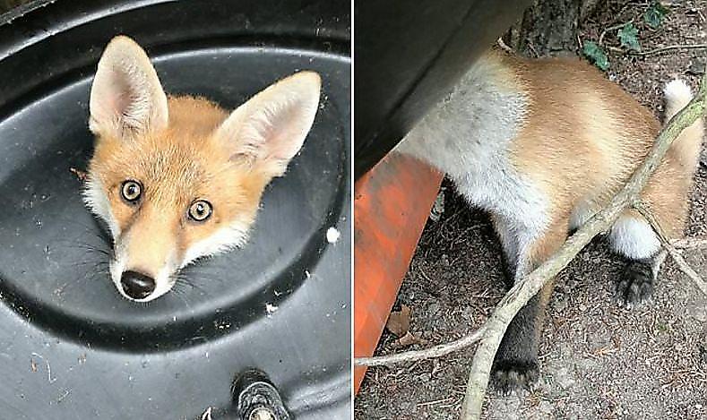 Любопытный лис застрял в мусорном бачке на территории школы