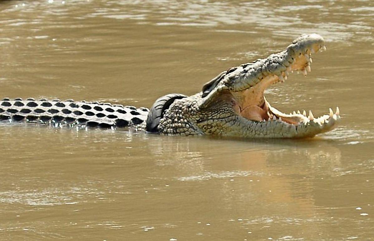 Огромный крокодил с шиной на шее три года не подпускает к себе спасателей в Индонезии