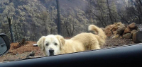 Пёс, переживший лесной пожар, спустя месяц был обнаружен охраняющим сгоревший дом 3