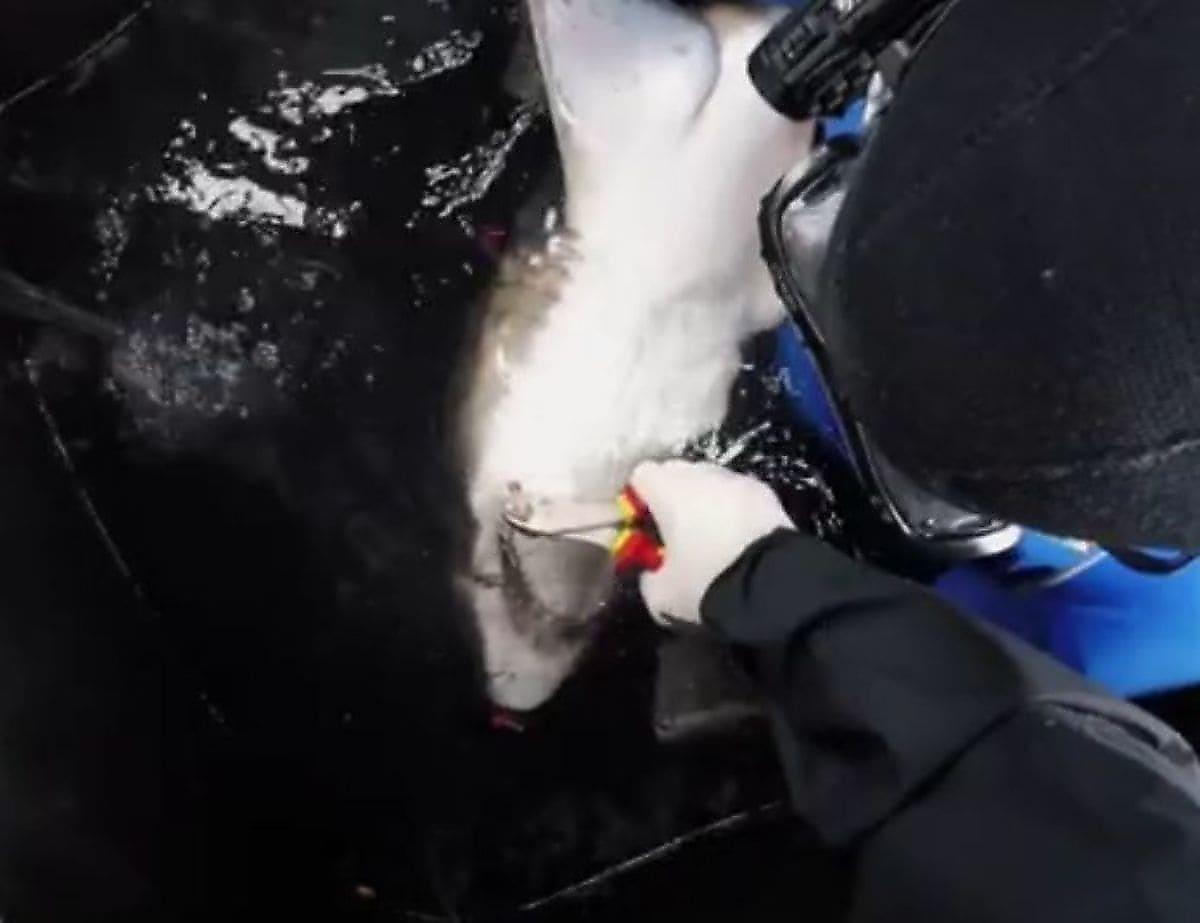 Спасатели поймали в мешок серую акулу и извлекли из неё три рыбацких крючка в Австралии