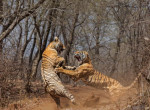 Тигрица напала на свою мать на глазах у туриста в Индии 2